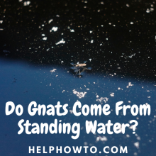 Do Gnats Come From Standing Water