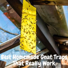 Best Homemade Gnat Traps That Really Work