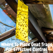 Where To Place Gnat Traps