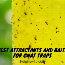 Best Attractants And Baits For Gnat Traps
