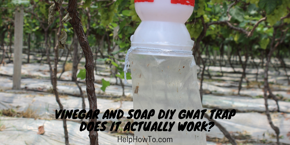 Vinegar And Soap DIY Gnat Trap - Does It Actually Work