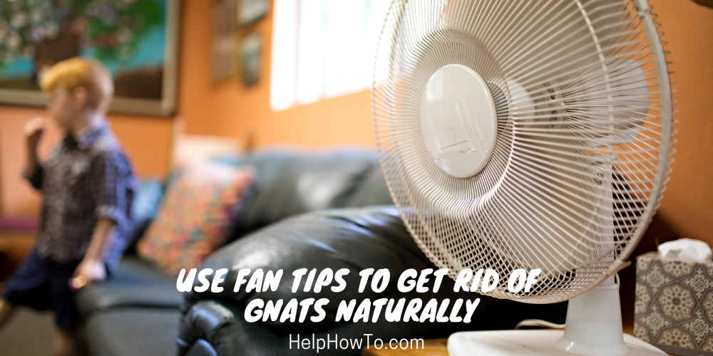 Use Fan Tips To Get Rid Of Gnats Naturally