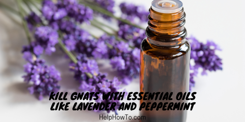 Kill Gnats With Essential Oils Like Lavender And Peppermint