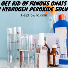 Get Rid Of Fungus Gnats With Hydrogen Peroxide Solution