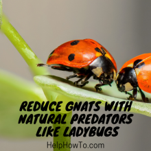 Reducing Gnats With Natural Predators Like Ladybugs