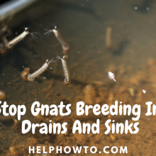 Stop Gnats Breeding In Drains And Sinks