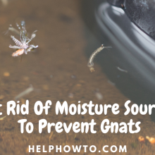 Get Rid Of Moisture Sources To Prevent Gnats