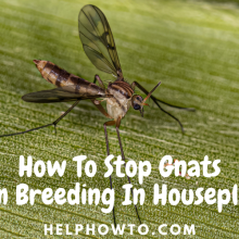 How To Stop Gnats From Breeding In Houseplants