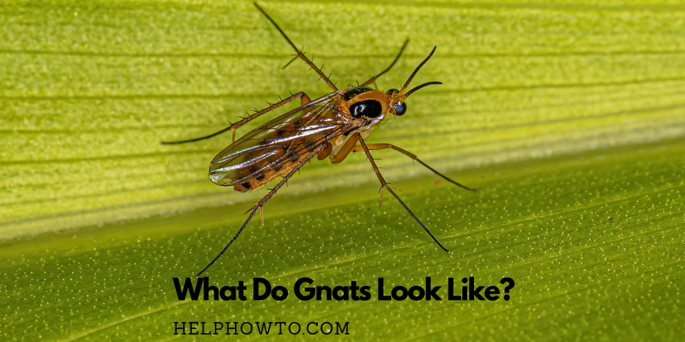 What Do Gnats Look Like