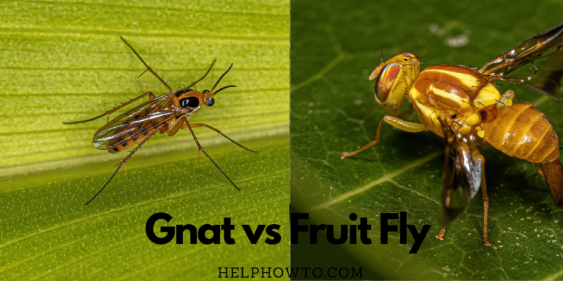 Gnat vs Fruit Fly
