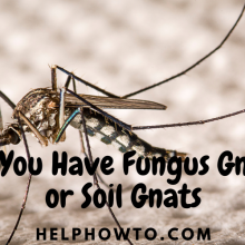 Do You Have Fungus Gnats or Soil Gnats