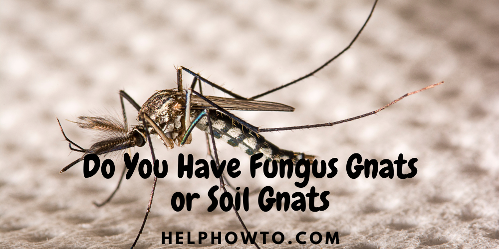 Do You Have Fungus Gnats or Soil Gnats