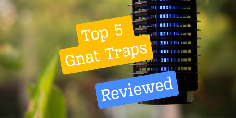 Best Gnat Trap - Top 5 Reviewed