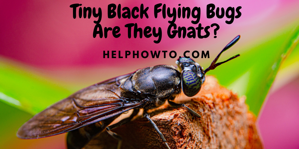 Tiny Black Flying Bugs - Are They Gnats