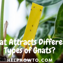 What Attracts Different Types of Gnats